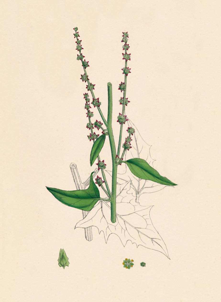 Atriplex Smithii. Smiths Orache, XIX wiek autorstwa Unbekannt