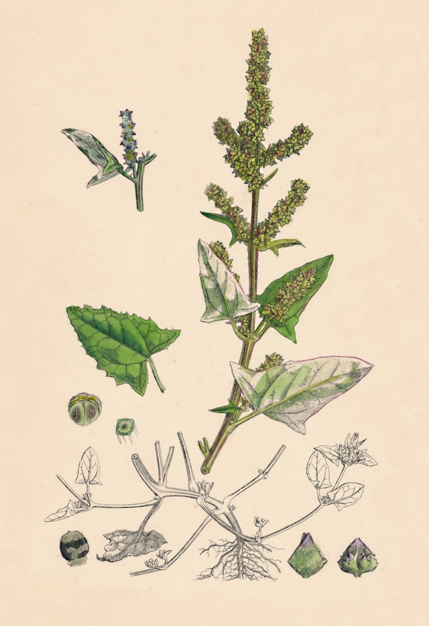 Atriplex deltoidea. Orache o trójkątnych liściach, XIX w. autorstwa Unbekannt