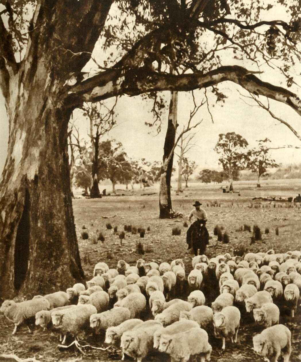 Australia – Poganiacz z niektórymi podopiecznymi na stacji owiec w stanie Wiktoria, ok. 1948 r. autorstwa Unbekannt