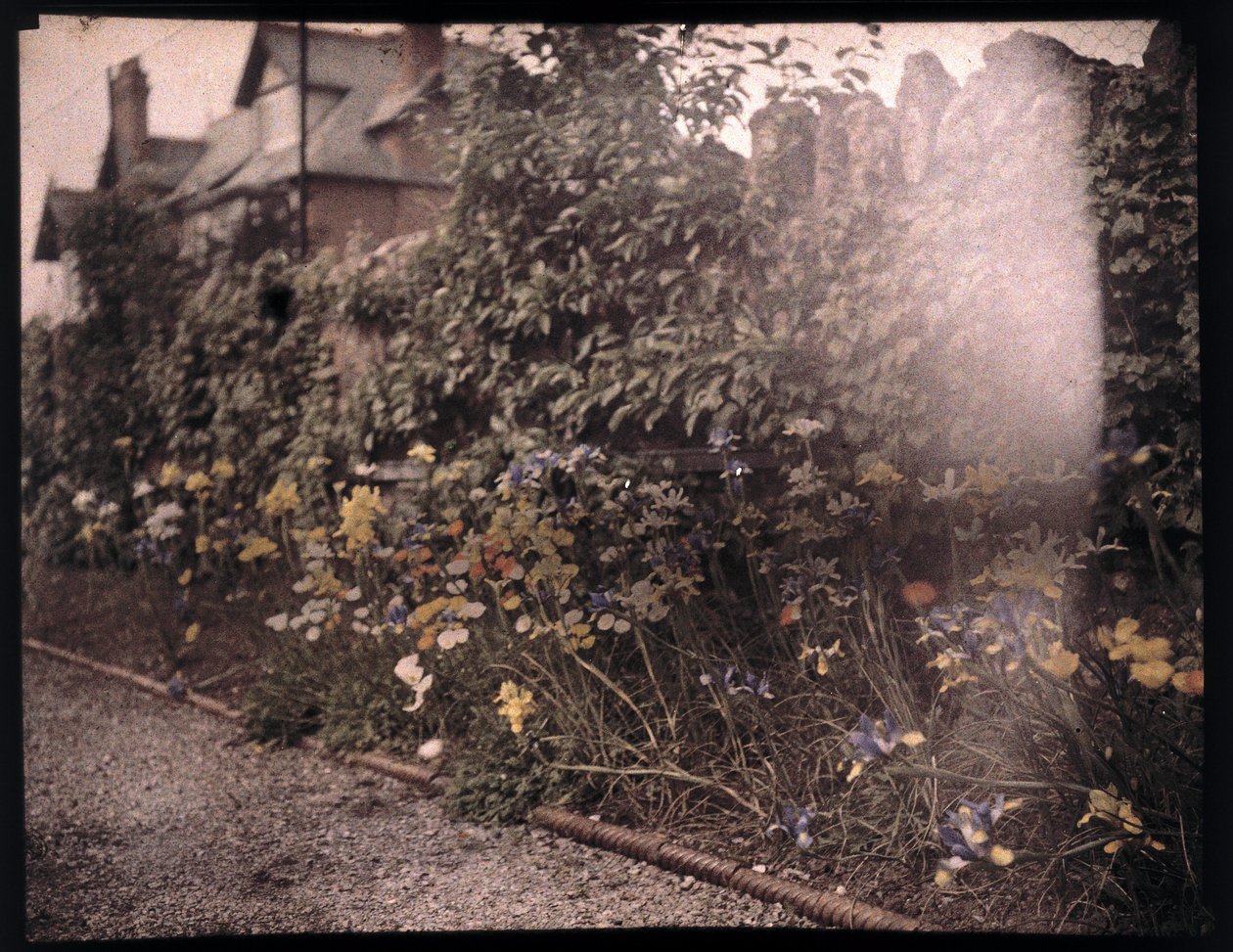 Autochrom kwiatów, ok. 1908 autorstwa Unbekannt