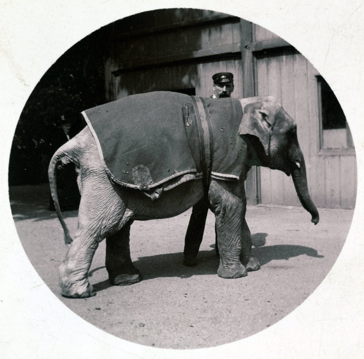 „Mały słonik w zoo”, wers 1890 autorstwa Unbekannt