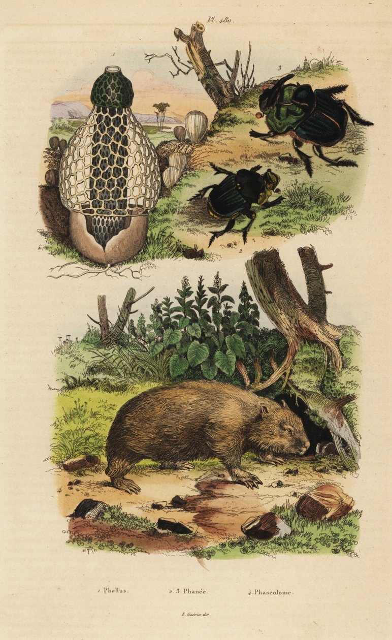 Grzyb bambusowy, Phallus indusiatus 1, skarabeusz gnojowy, Coprophanaeus ensifer 2 i aktorki Diabroctis 3 oraz wombat pospolity Vombatus ursinus 4 autorstwa Unbekannt