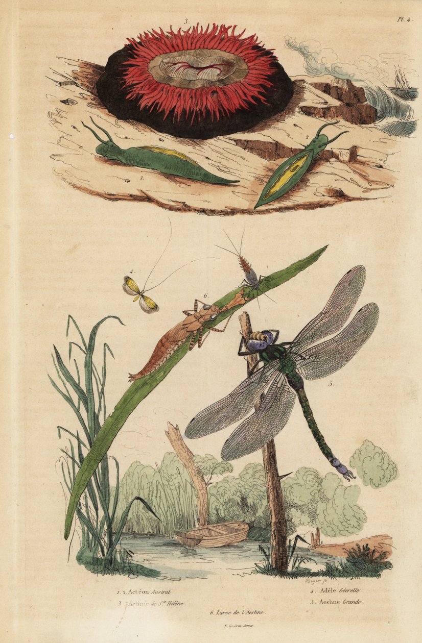 Ślimak beczkowaty, Acteon tormatilis 1, anemon perełkowy, Actinia equina 2, długoróg z żółtą pręgą, Nemophora degeerella 3, brązowy domokrążca, Aeshna grandis 4 autorstwa Unbekannt