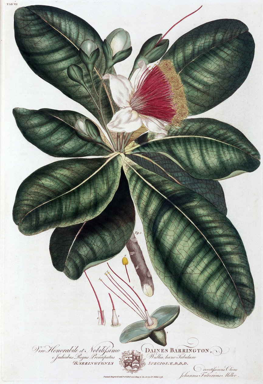 Barringtonia autorstwa Unbekannt
