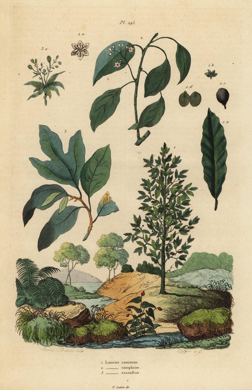 Wawrzyn, Laurus nobilis 1, drzewo kamforowe, Cinnamomum camphora 2 i sasafras, Sassafras albidum 3 autorstwa Unbekannt