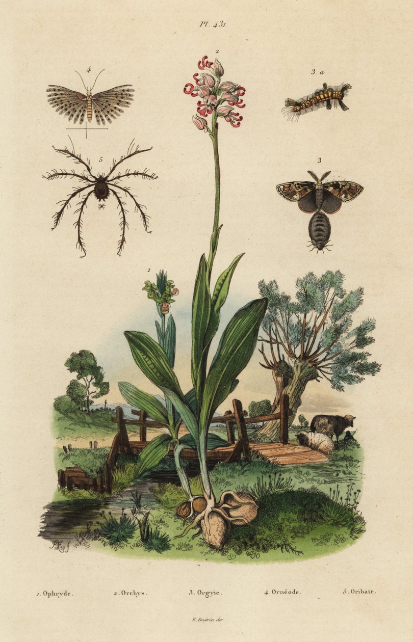 Storczyk pszczół, Ophrys apifera 1, storczyk małpi, Orchis simia 2, ćma rdzawa, Orgyia antiqua 3, ćma dwudziestopiórkowa, Alucita hexadactyla 4 i roztocz Oribata geniculata 5 autorstwa Unbekannt