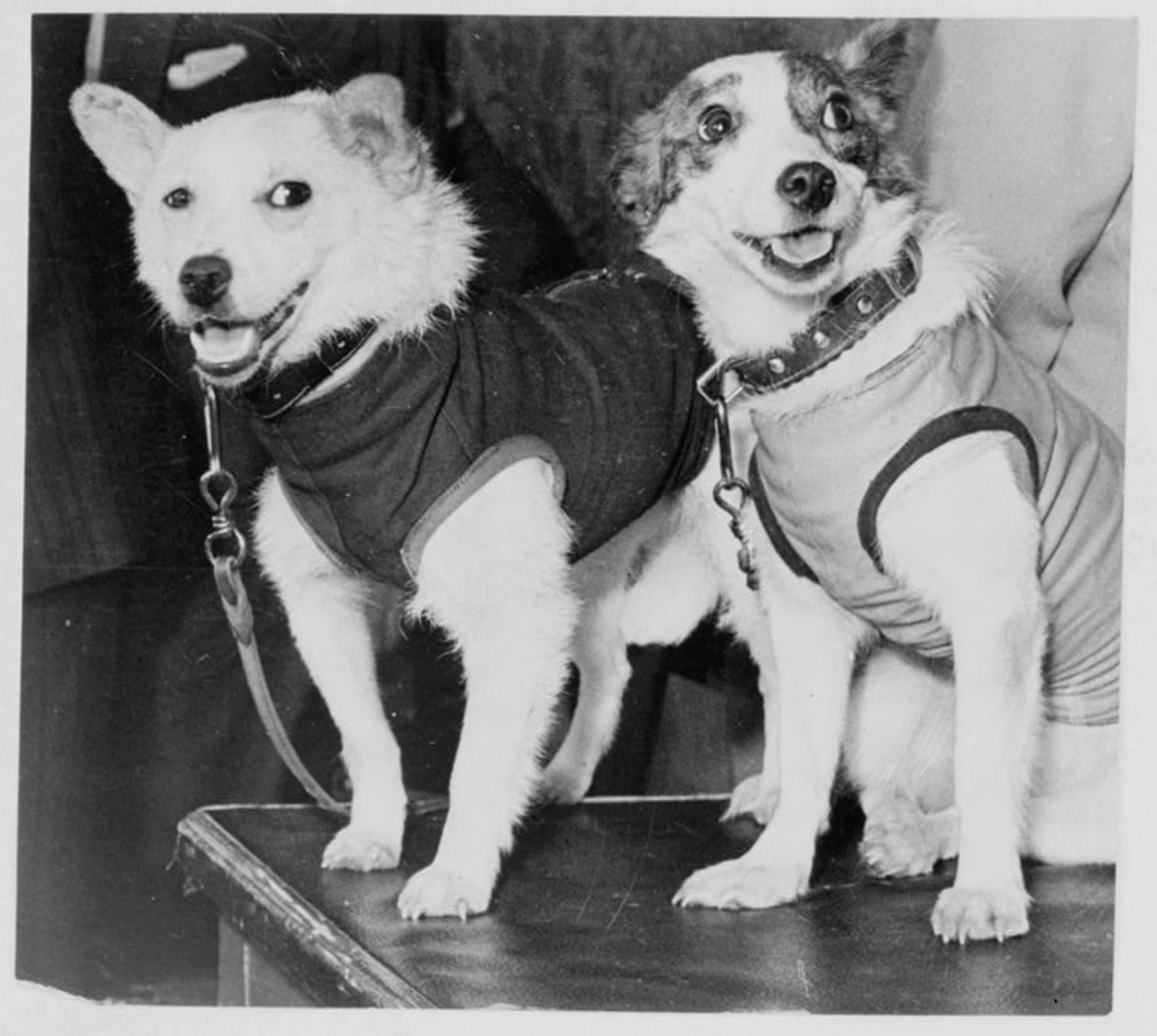 Belka i Strelka, rosyjskie psy kosmonauta, 1960 autorstwa Unbekannt