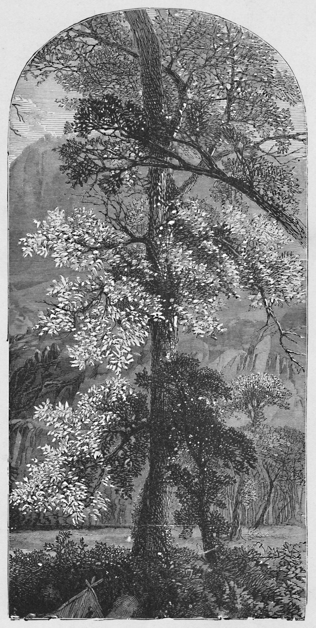 Wielkie Drzewo, 1883 autorstwa Unbekannt