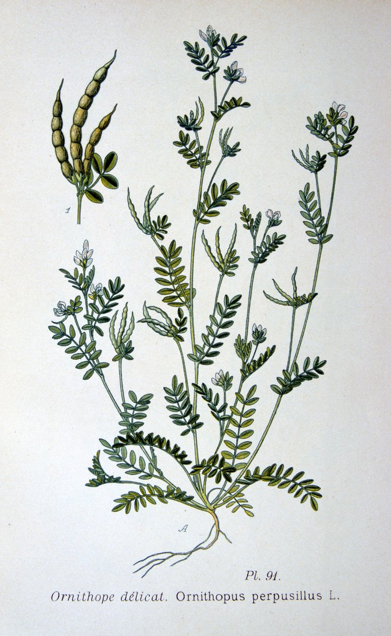 Ptasia stopa, 1893 autorstwa Unbekannt