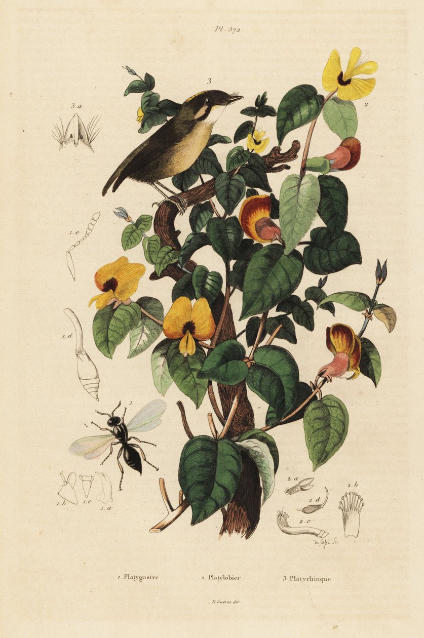 Gnatelater czarno policzkowy, Conopophaga melanops, przystojny groszek, Platylobium formosum i osa Inostemma boscii autorstwa Unbekannt