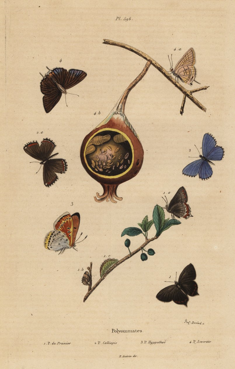 Czarny motyl szypułkowy, Satyrium pruni 1, motyl niebieski pospolity, Polyommatus icarus 2, miedź o fioletowych krawędziach, Lycaena hippothoe 3 i pospolita guawa błękitna, Virachola isocrates 4. Polyommates du prunier, calliopsis, hyppothee, isocrate autorstwa Unbekannt