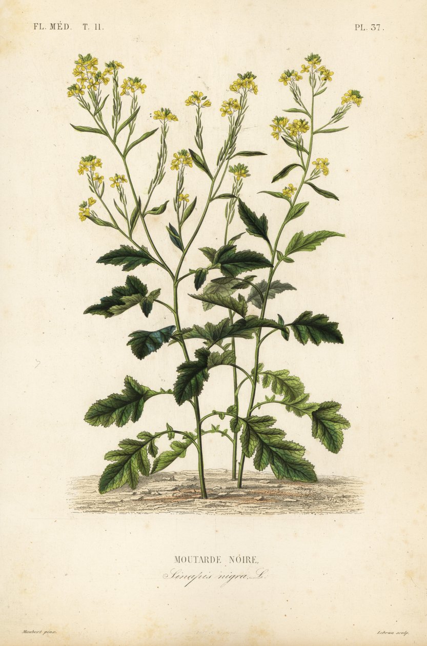 Gorczyca czarna, Brassica nigra, Sinapis nigra, gorczyca czarna autorstwa Unbekannt