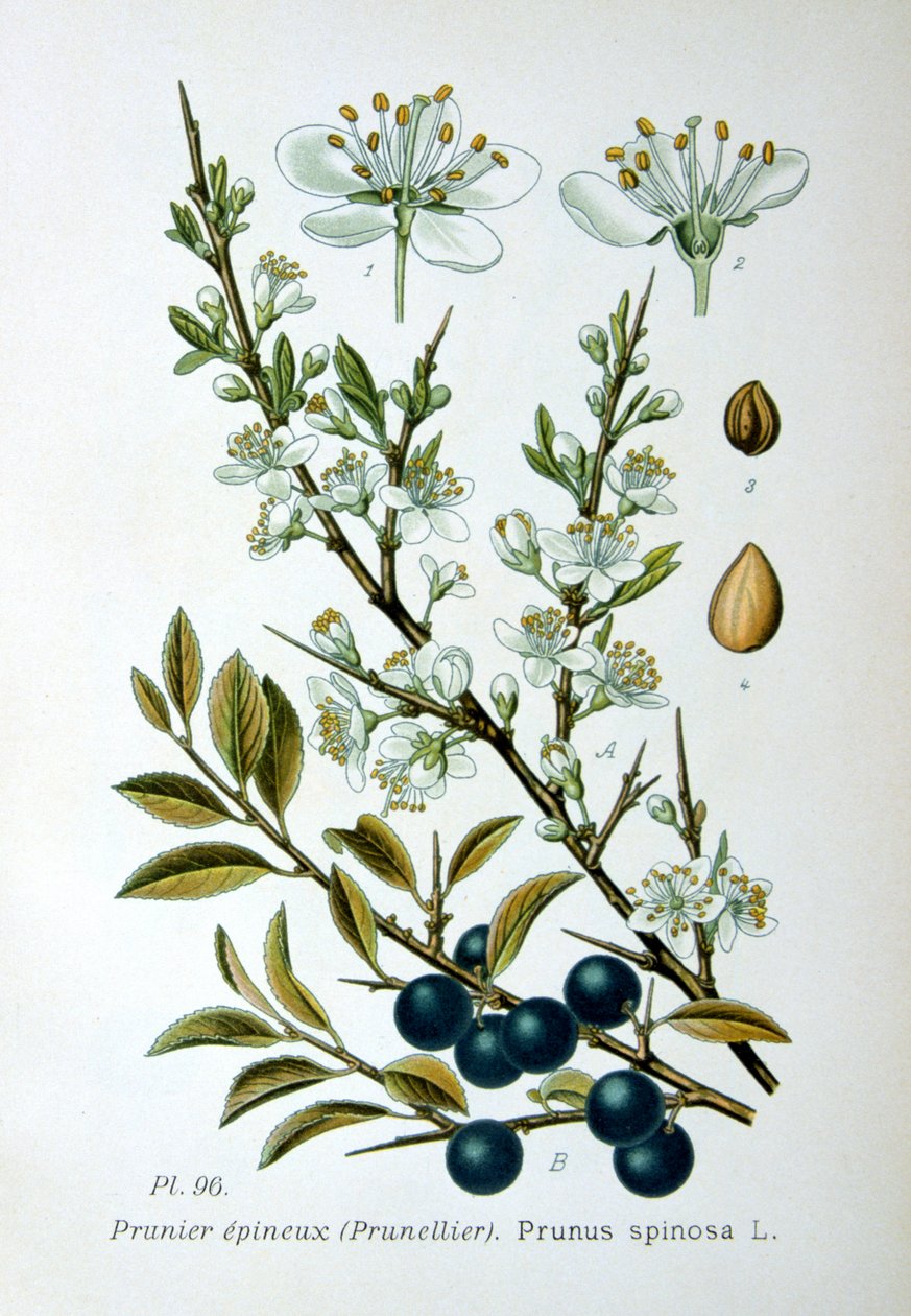 Blackthorn, 1893 autorstwa Unbekannt