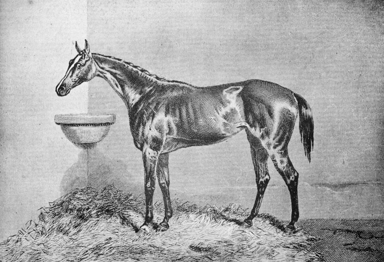 Mrugnij Bonny, 1854-1862, 1911 autorstwa Unbekannt