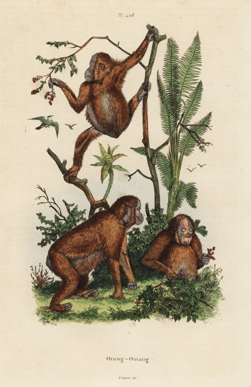 Orangutany borneańskie, Pongo pygmaeus autorstwa Unbekannt