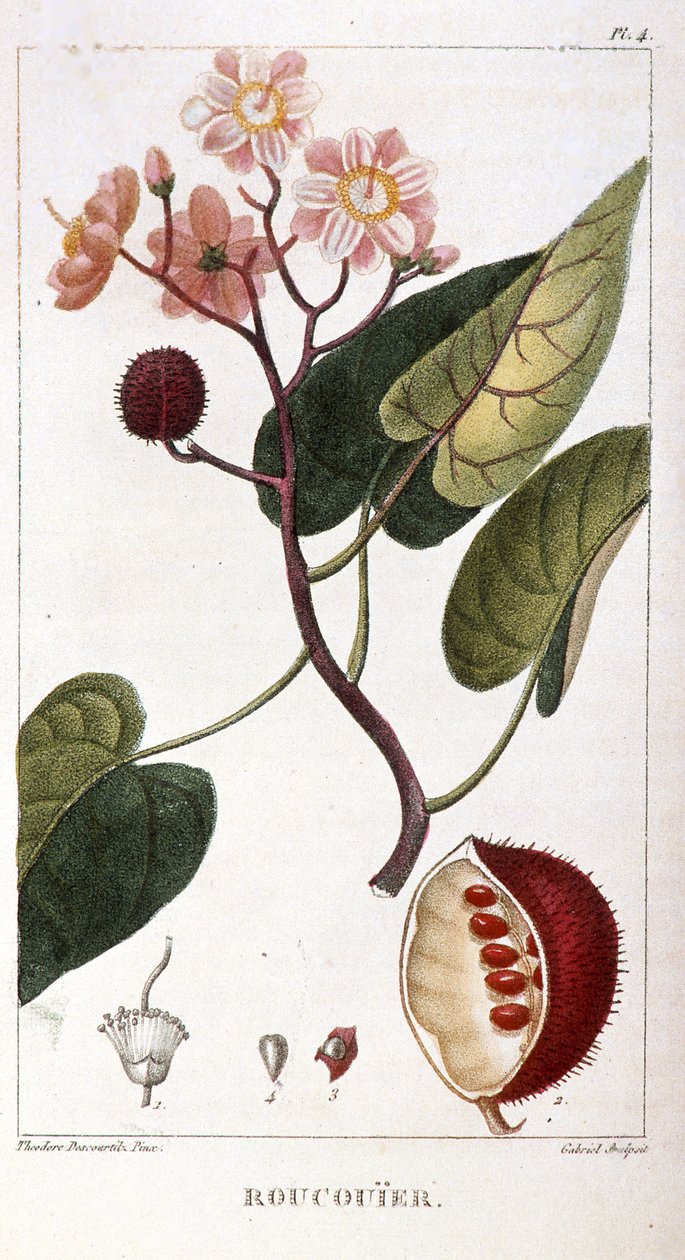 Tablica botaniczna/Bixa orellana/Rocuyer autorstwa Unbekannt