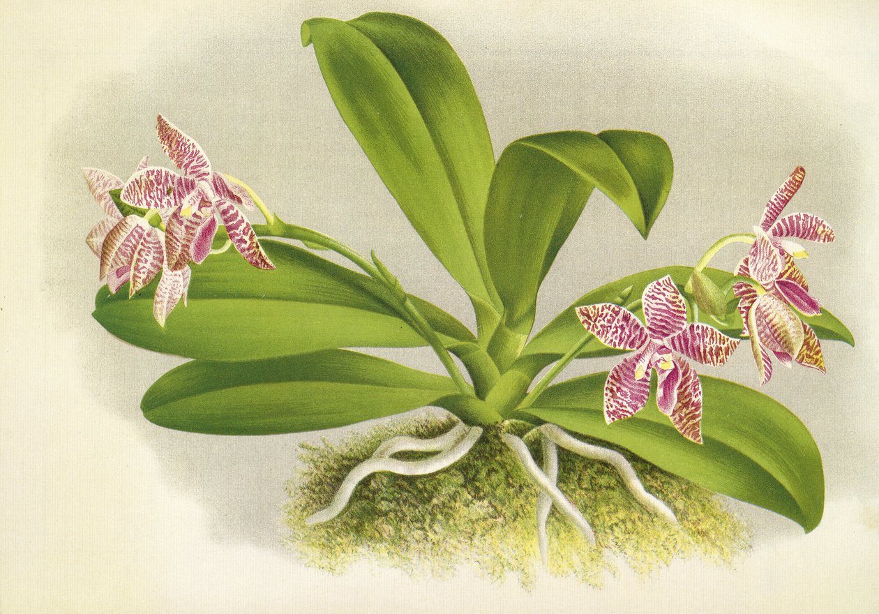 Deska botaniczna/Phalaenopsis luddemanniana/Lindenia autorstwa Unbekannt