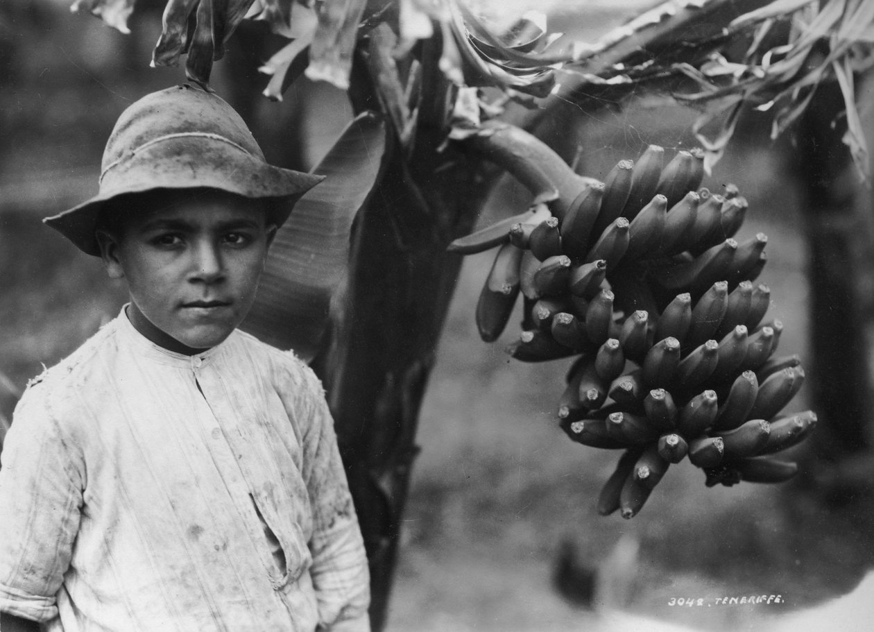 Chłopiec z bananami rosnącymi na drzewie, Teneryfa, Wyspy Kanaryjskie, Hiszpania, c1920-c1930 autorstwa Unbekannt
