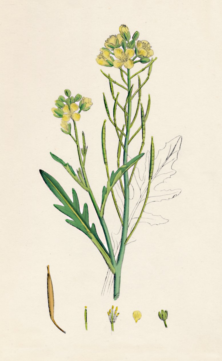 Brassica tenuifolia. Rakieta ścienna, XIX w. autorstwa Unbekannt