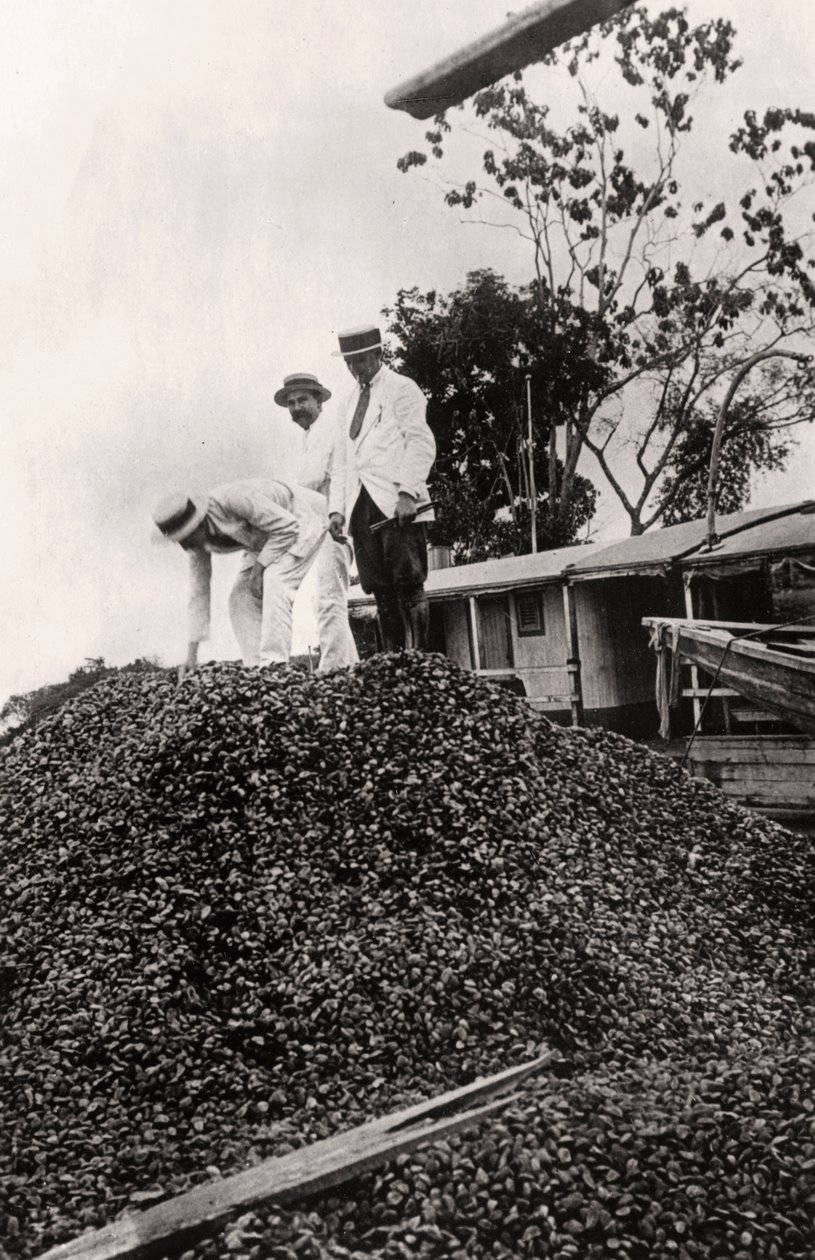 Orzechy brazylijskie zebrane w Dolinie Amazonki, ok. 1900 autorstwa Unbekannt