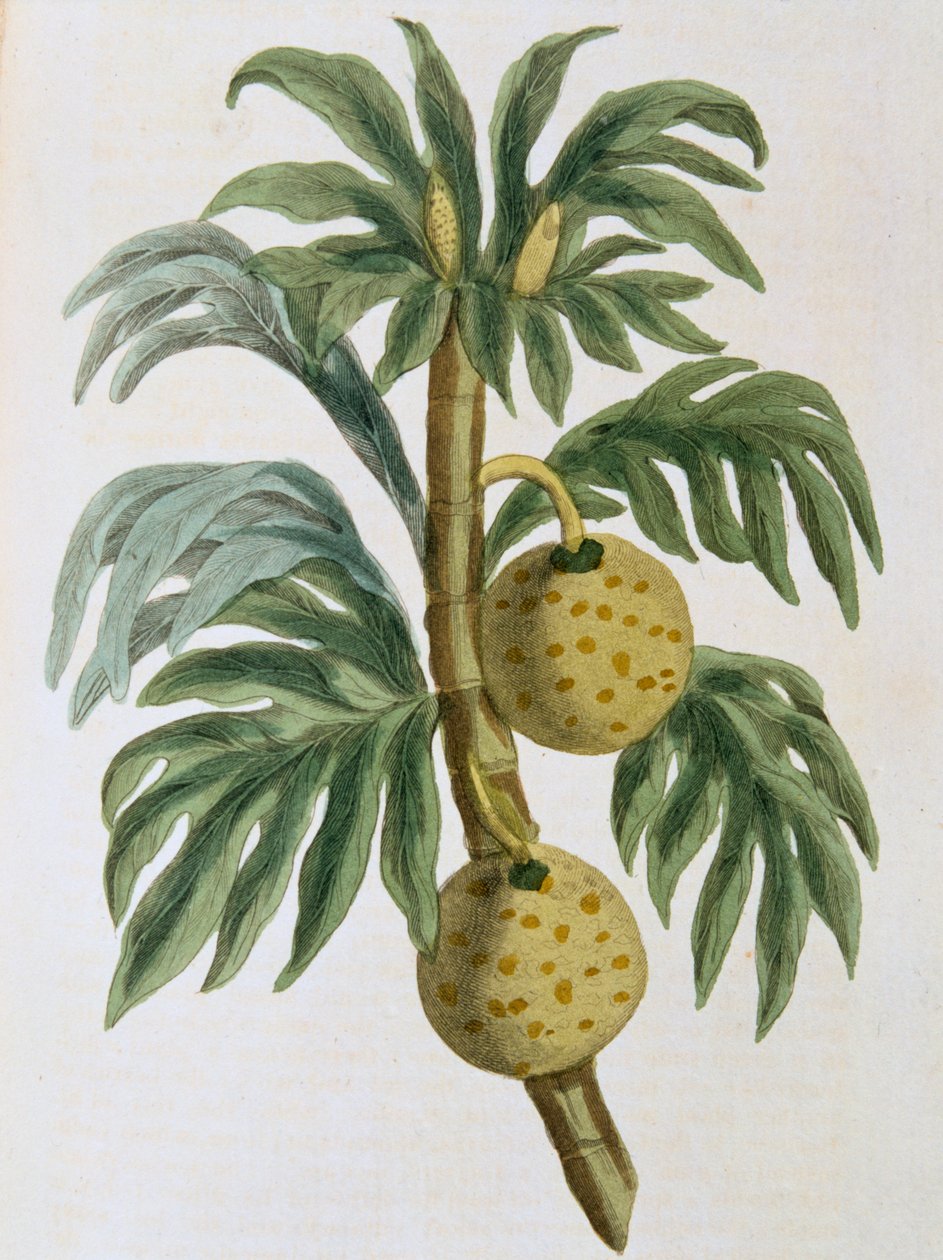 Owoc chlebowca mątwy Artocarpus, 1823 autorstwa Unbekannt