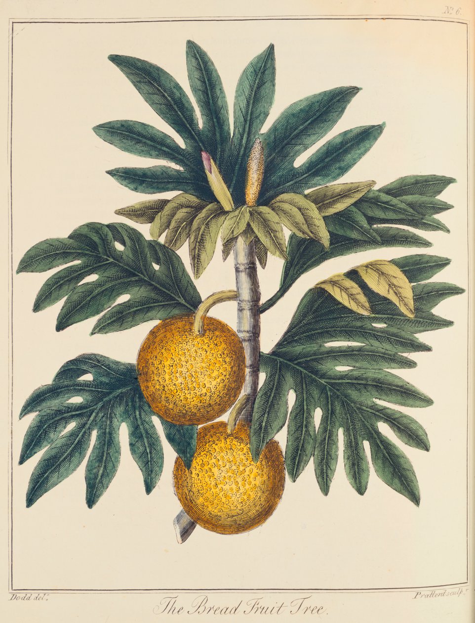 Artocarpus pokrojony chlebowiec, ok. 1798 autorstwa Unbekannt