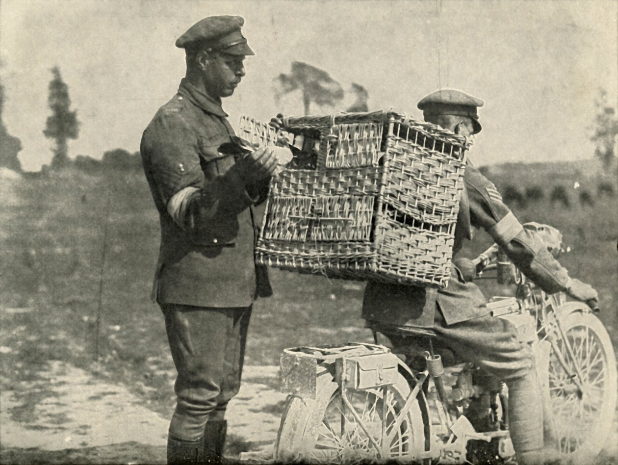 British Army Carrier Pigeons we Francji, 1919. autorstwa Unbekannt