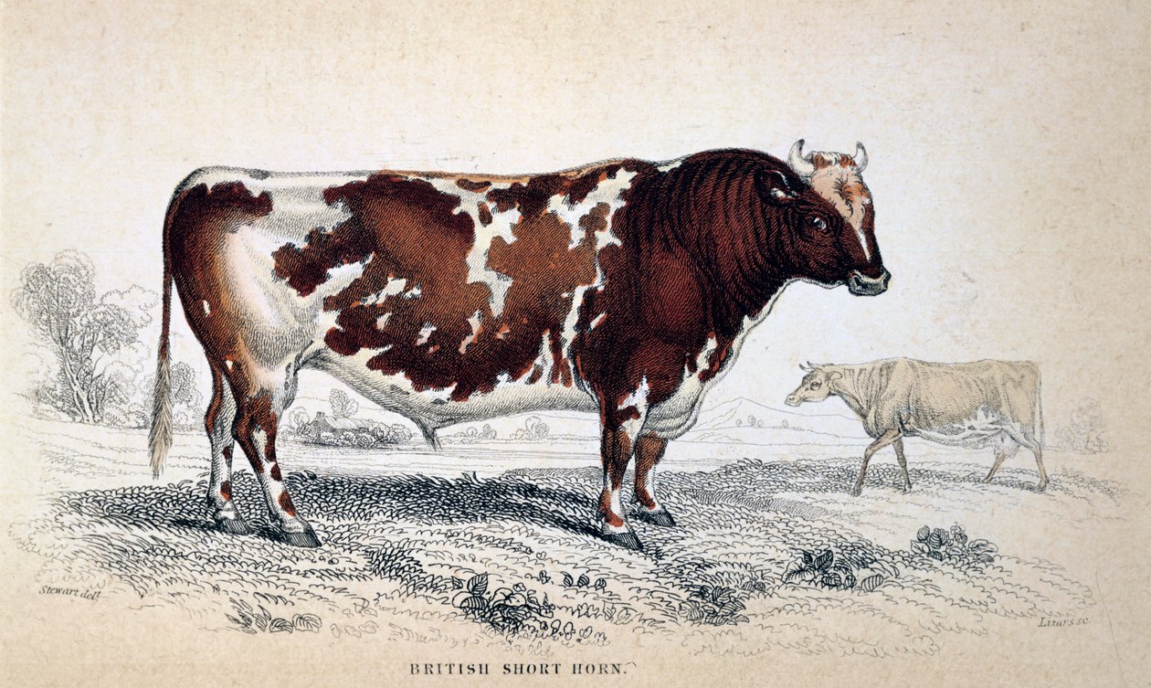 Brytyjski krótki róg, 1839 autorstwa Unbekannt