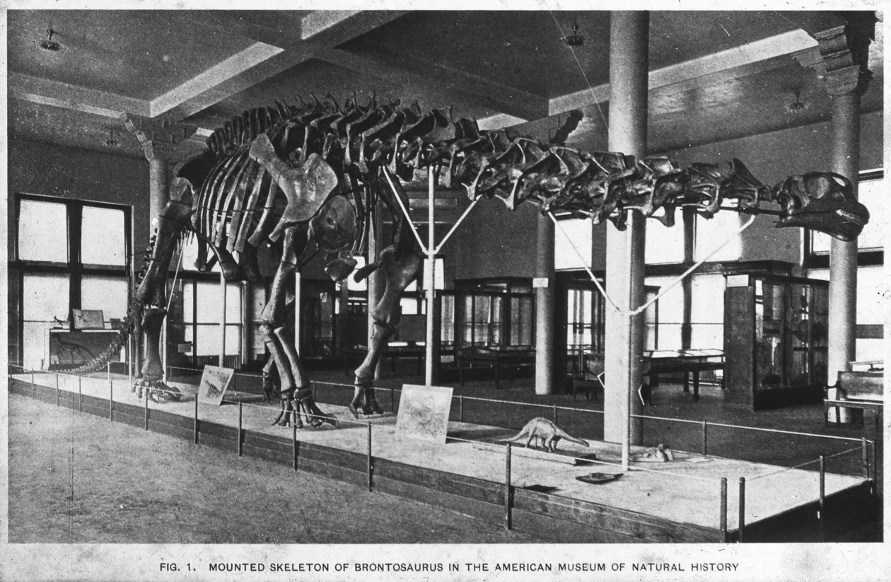 Szkielet brontozaura, American Museum of Natural History, Nowy Jork, USA, początek XX wieku autorstwa Unbekannt