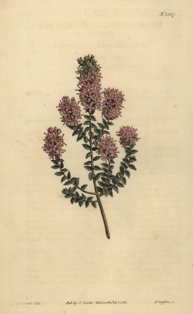 Buchu, Agathosma pulchella (diosma tępolistna, Diosma pulchella) autorstwa Unbekannt