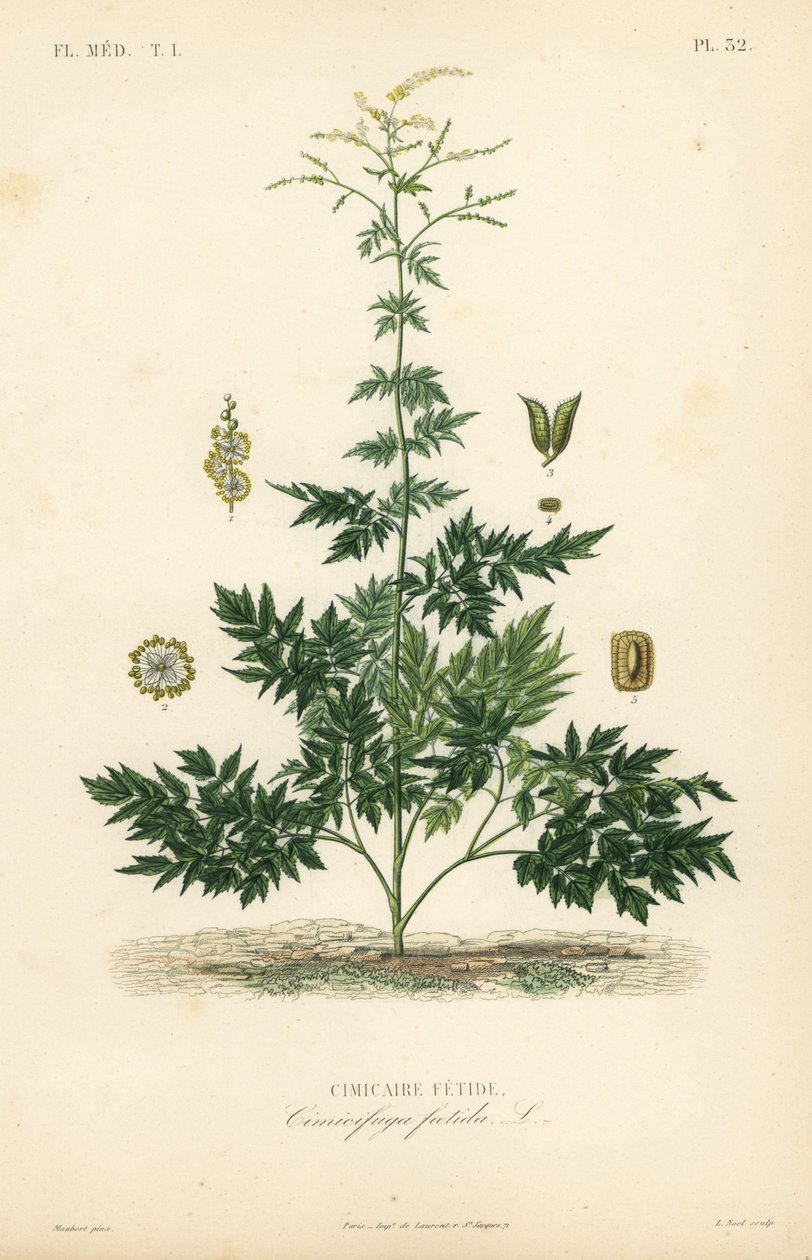 Bugbane lub cohosh, Actaea cimicifuga, Cimicifuga foetida, Cimicaire fetide autorstwa Unbekannt