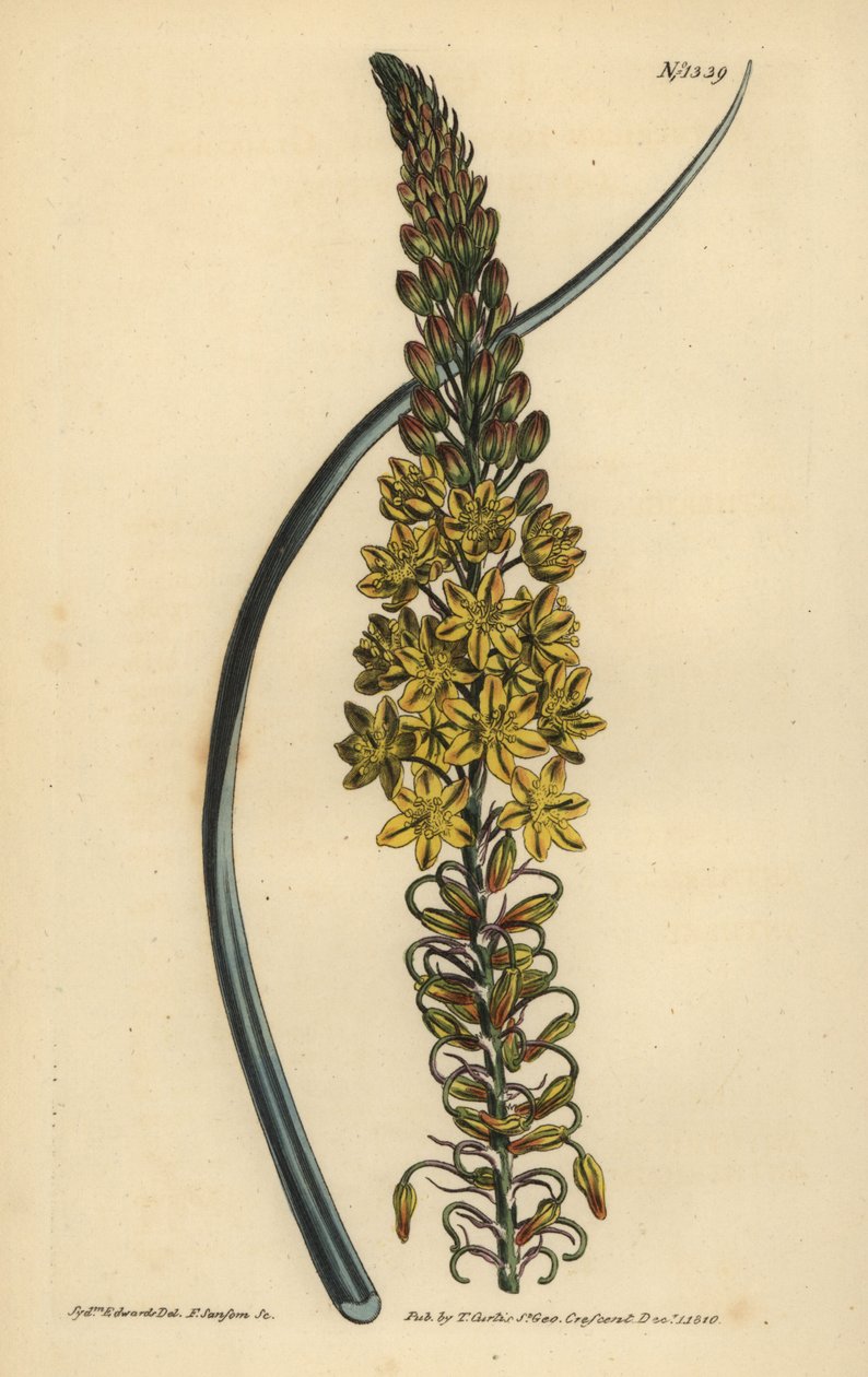 Asphodeloides bulwiaste (Anthericum sinolistne, Anthericum longicapum) autorstwa Unbekannt
