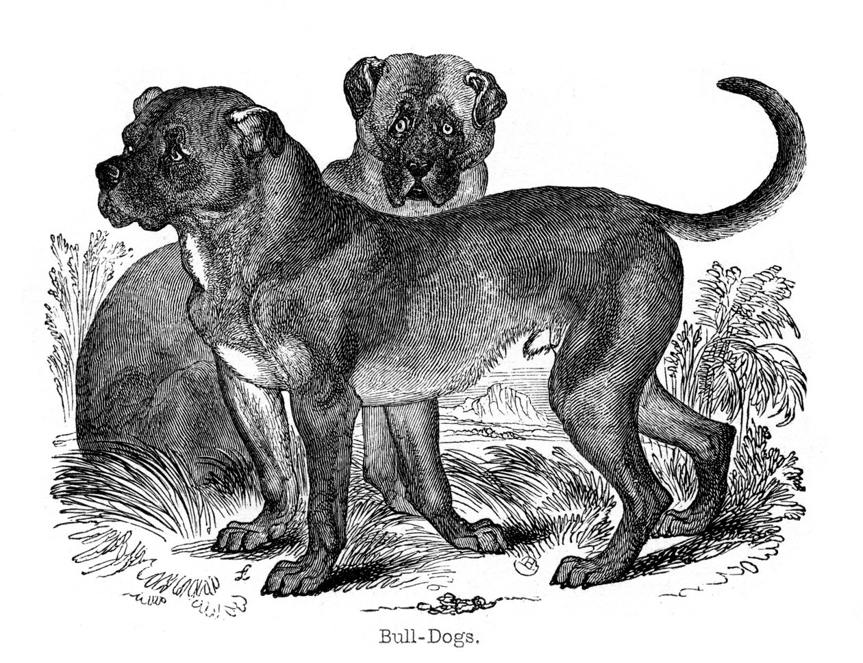Buldog, 1848 autorstwa Unbekannt
