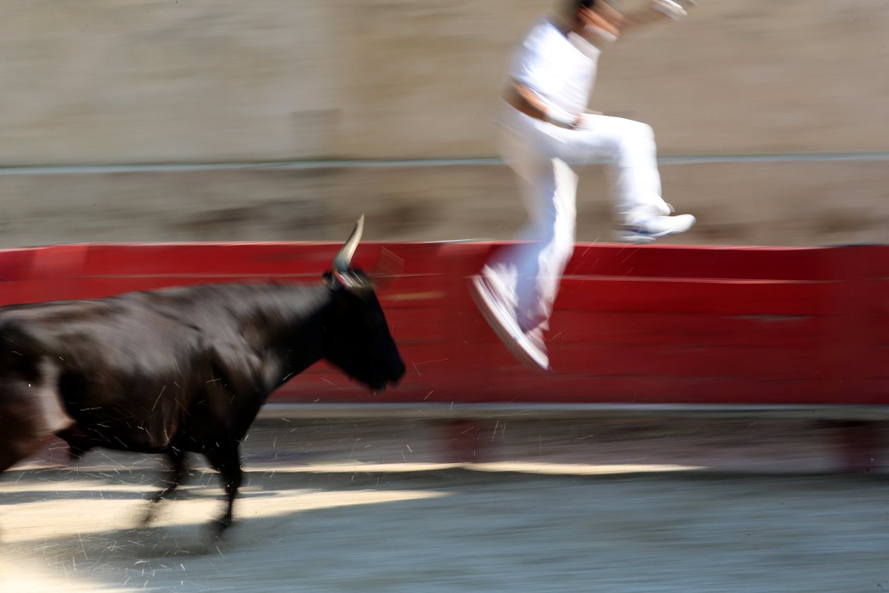 Walki byków (kurs camarguaise). Bezkrwawe widowisko (dla byków), w którym celem jest wyrwanie rozety z głowy byka, Vallabregues, Francja autorstwa Unbekannt