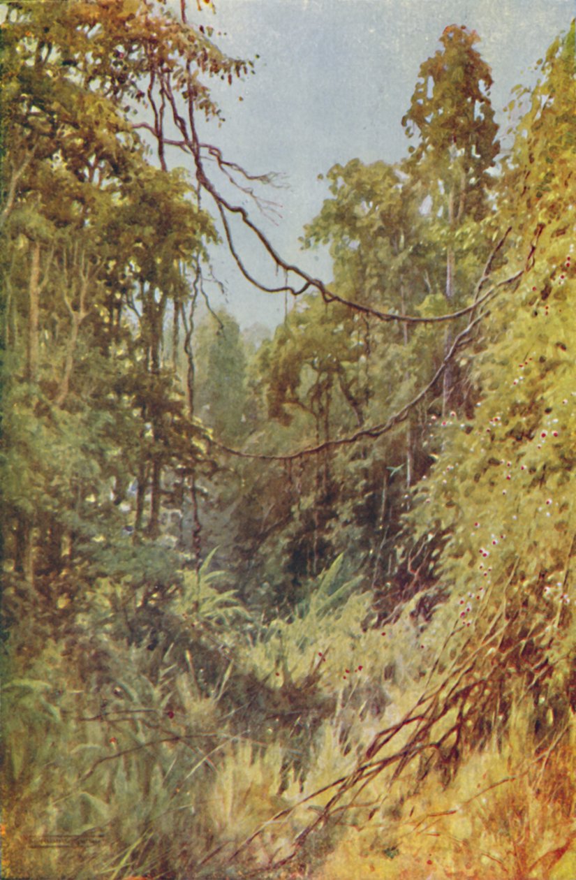 Dżungla Birmańska, 1924 autorstwa Unbekannt