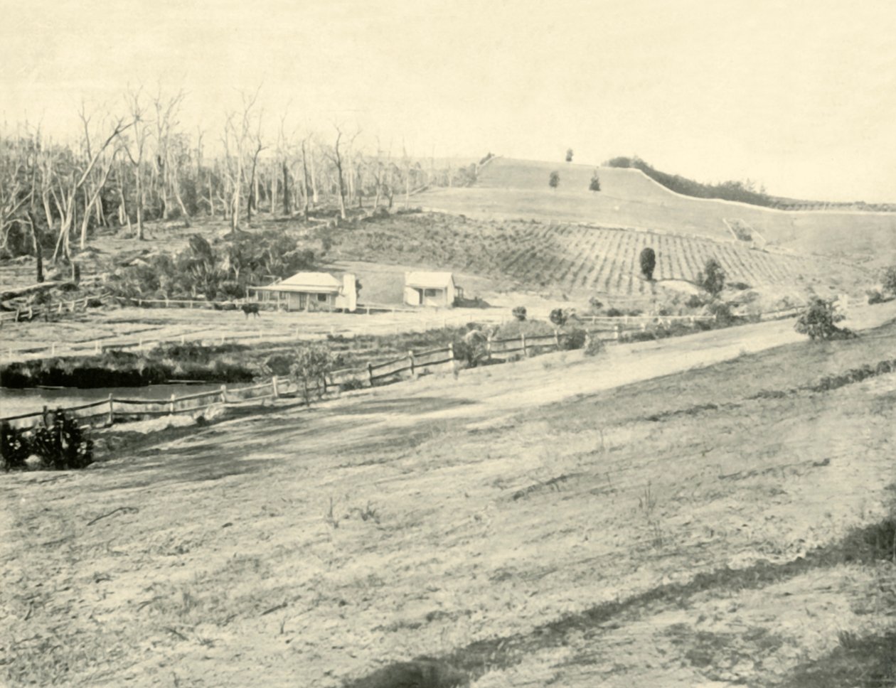 Bush Workmans Home, Gippsland, Victoria, 1901. autorstwa Unbekannt
