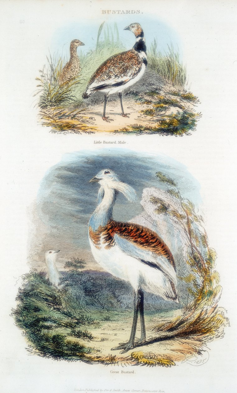 Dropie, 1835 autorstwa Unbekannt