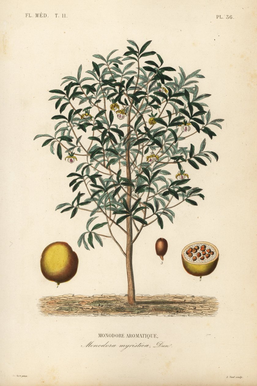 Gałka muszkatołowa tykwa, Monodora myristica, Monodore aromatique autorstwa Unbekannt