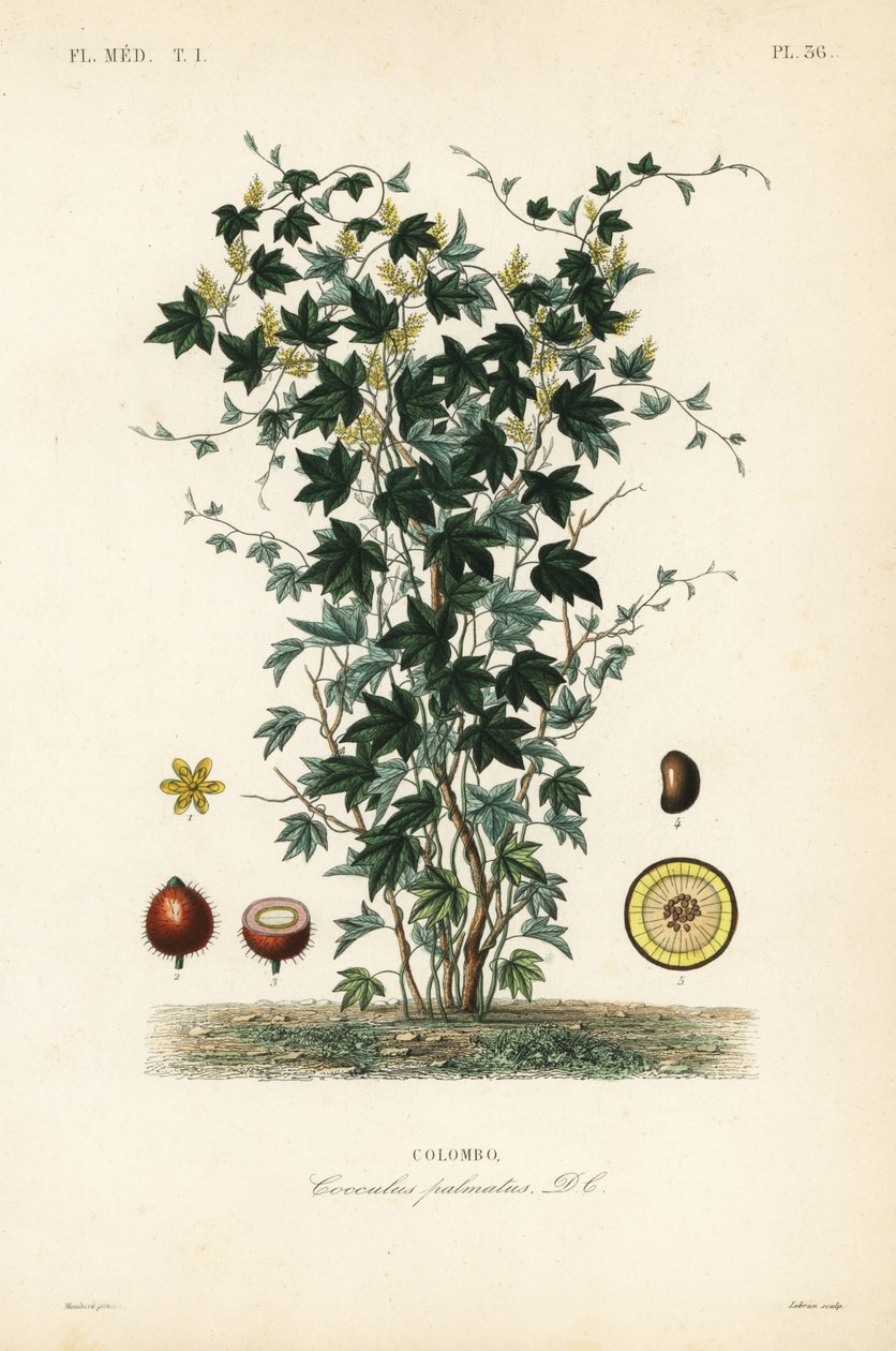 Calumba, Jateorhiza columba, Cocculus palmatus, Colombo autorstwa Unbekannt