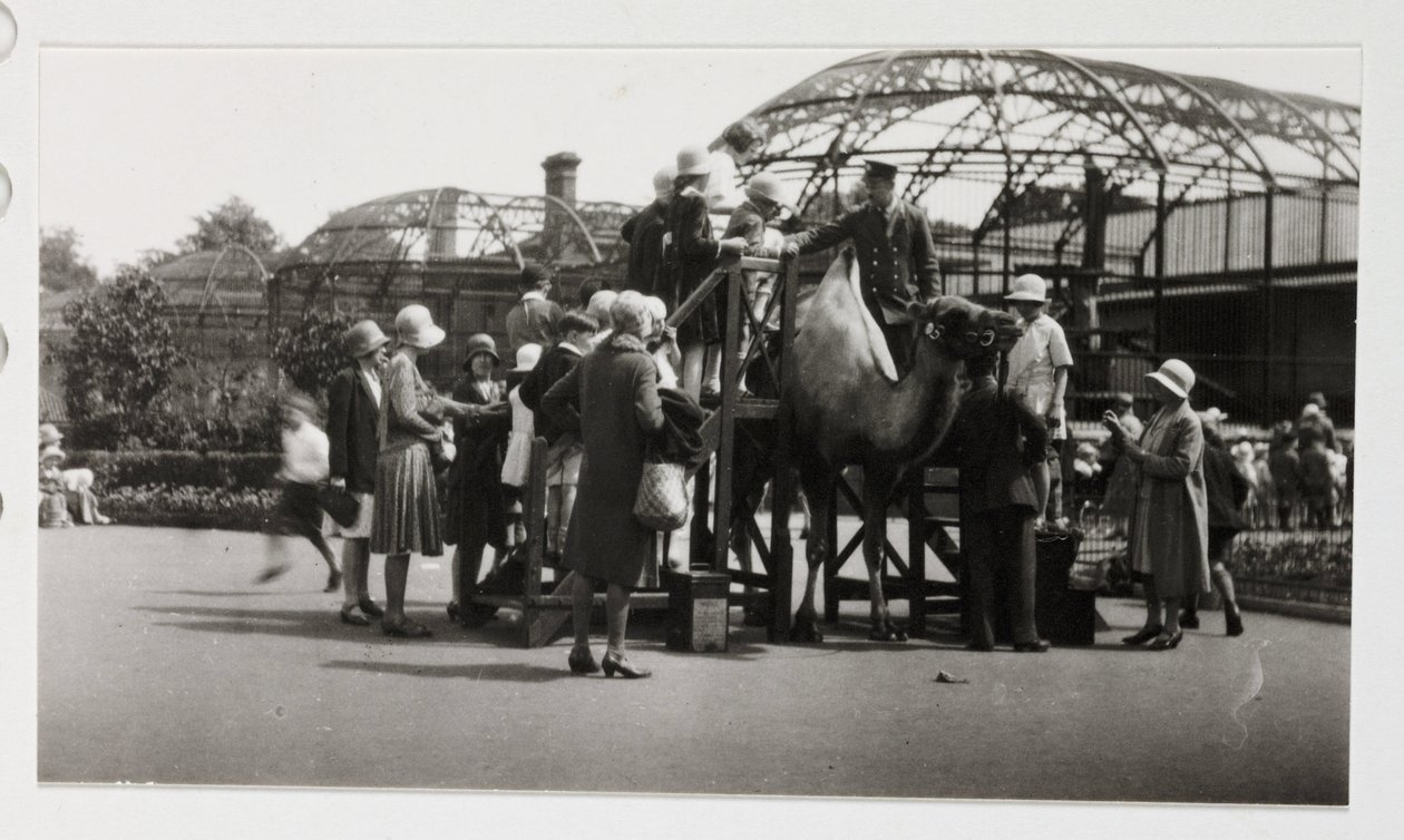 Jazda na wielbłądach, ok. 1930 autorstwa Unbekannt