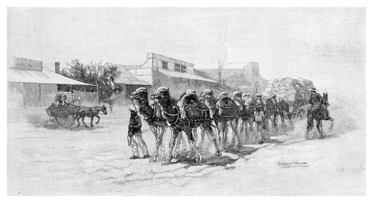 Camel team, Wilcannia, Nowa Południowa Walia, Australia, 1886 autorstwa Unbekannt