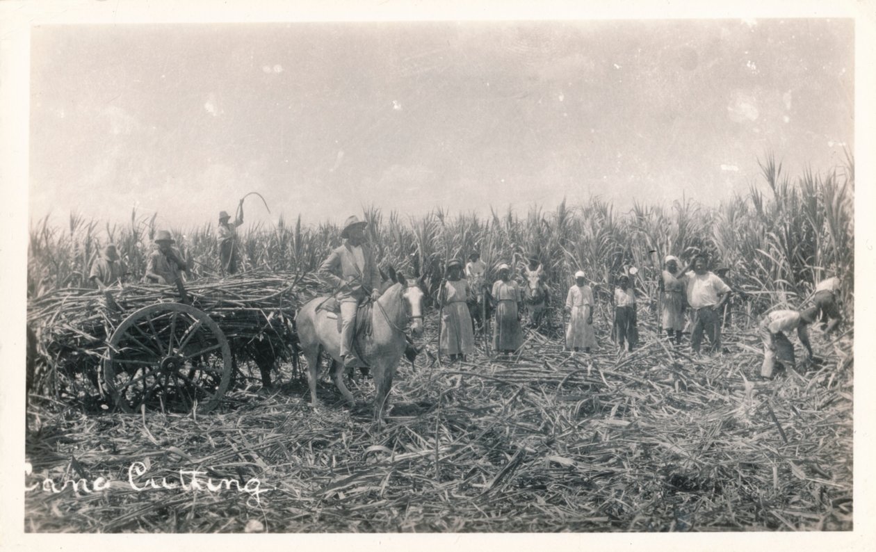 Cięcie trzciny cukrowej, ok. 1930 r autorstwa Unbekannt