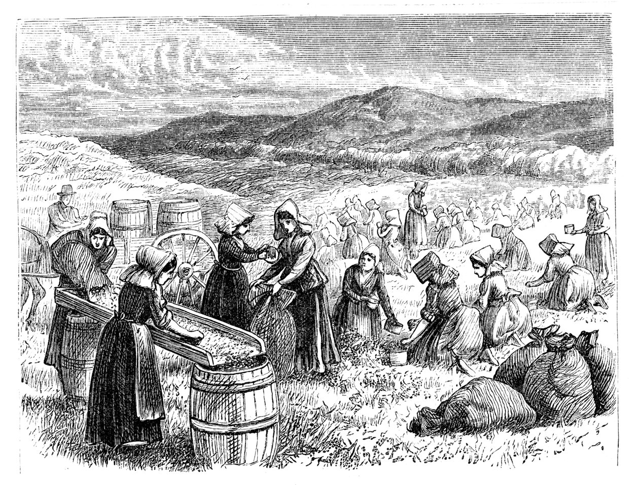 Kobiety z Cape Cod zbierające i sortujące żurawinę, 1875 r autorstwa Unbekannt