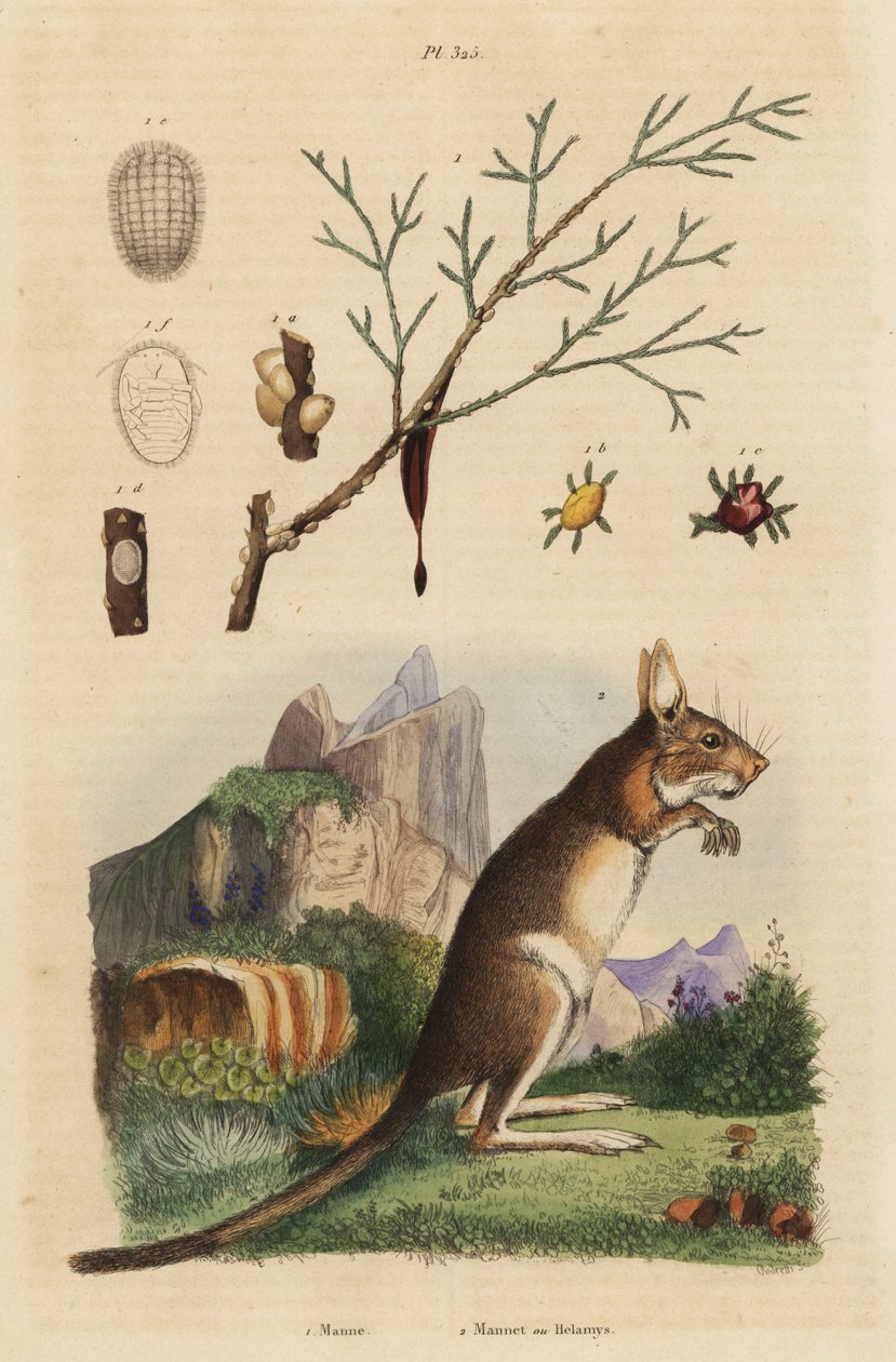 Zając szarak, Lepus capensis 2 i jesion manny, Fraxinus ornus autorstwa Unbekannt