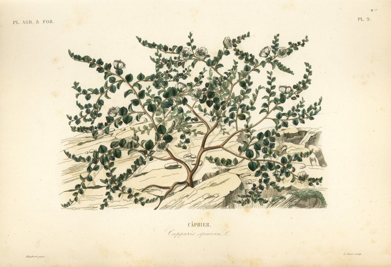 Krzew kaparów lub róża Flindersa, Capparis spinosa, Caprier autorstwa Unbekannt