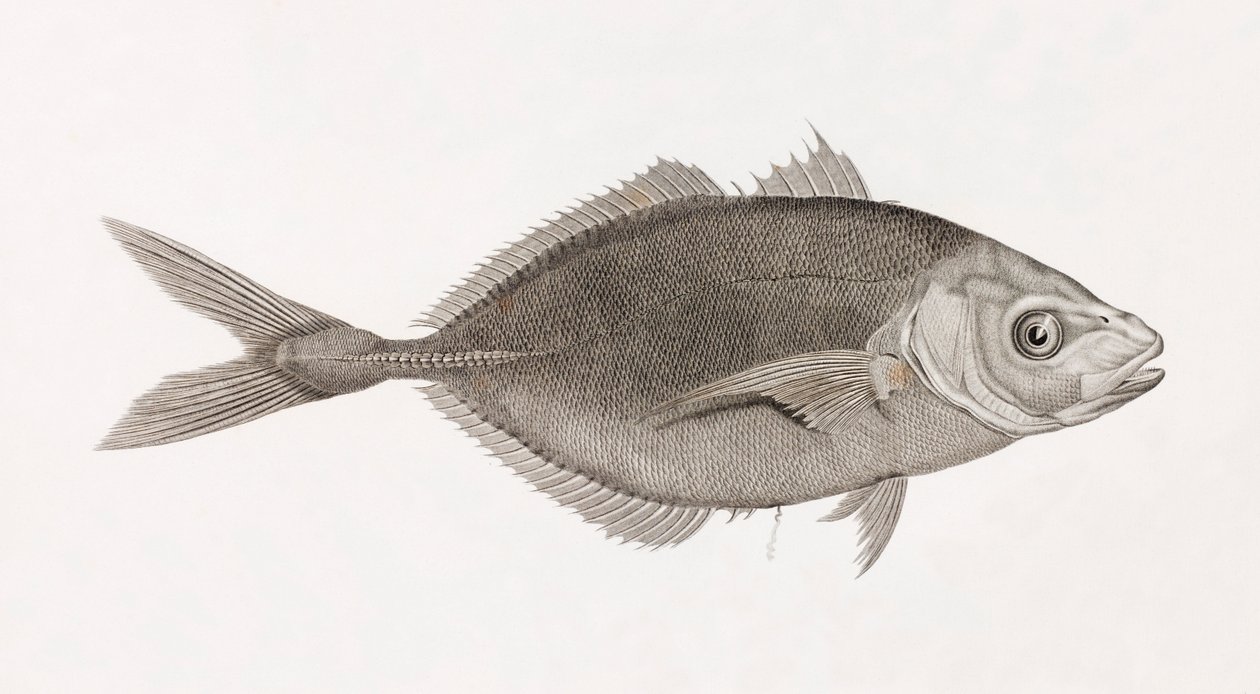 Caranx Lune, zbliżenie autorstwa Unbekannt