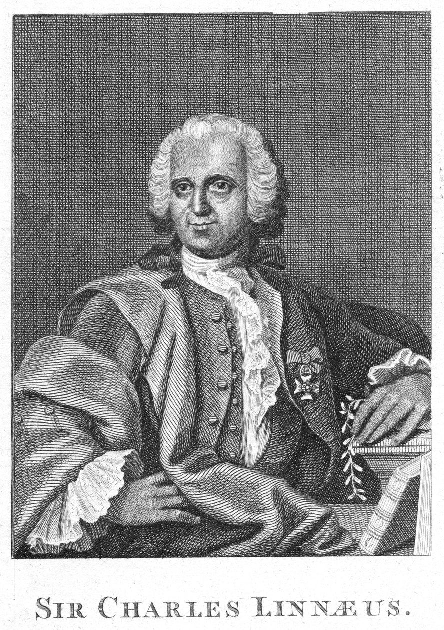Carolus Linneusz, XVIII-wieczny szwedzki przyrodnik autorstwa Unbekannt
