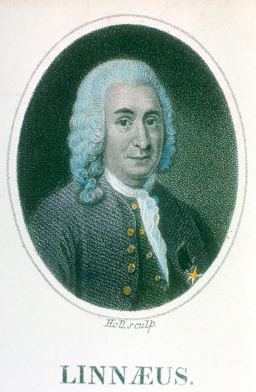 Carolus Linneusz, XVIII-wieczny szwedzki przyrodnik, początek XIX wieku autorstwa Unbekannt