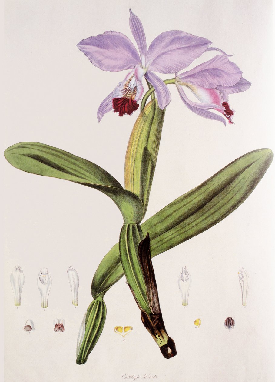 Cattleya labiata autorstwa Unbekannt