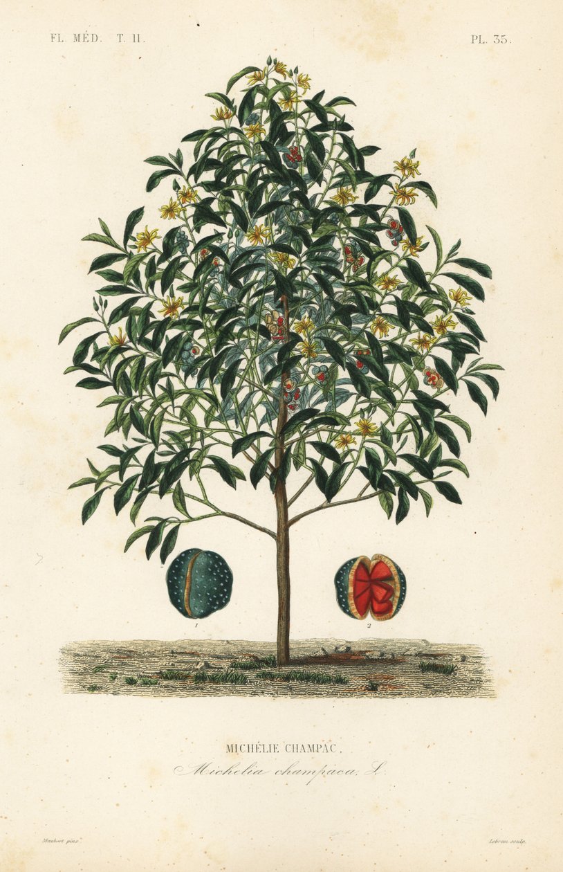 Drzewo Champak, Magnolia champaca, Michelia champaca, Michelie champac autorstwa Unbekannt